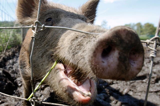 Feral hogs can host more than 30 viral and bacterial diseases as well as scores of parasites 