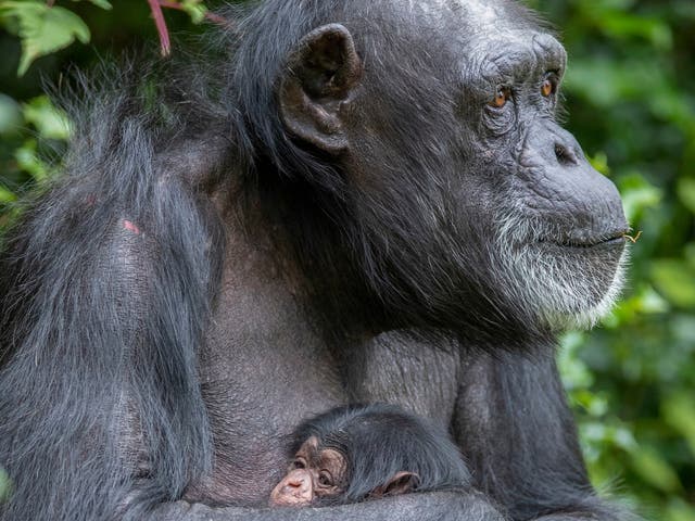 There are around 200,000 chimpanzees left in the wild and numbers are projected to drop by 80 per cent by 2050