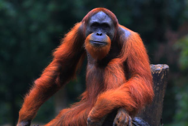 Sumatran orangutans are among species critically endangered