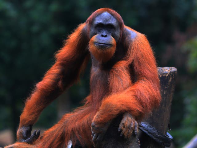 Sumatran orangutans are among species critically endangered