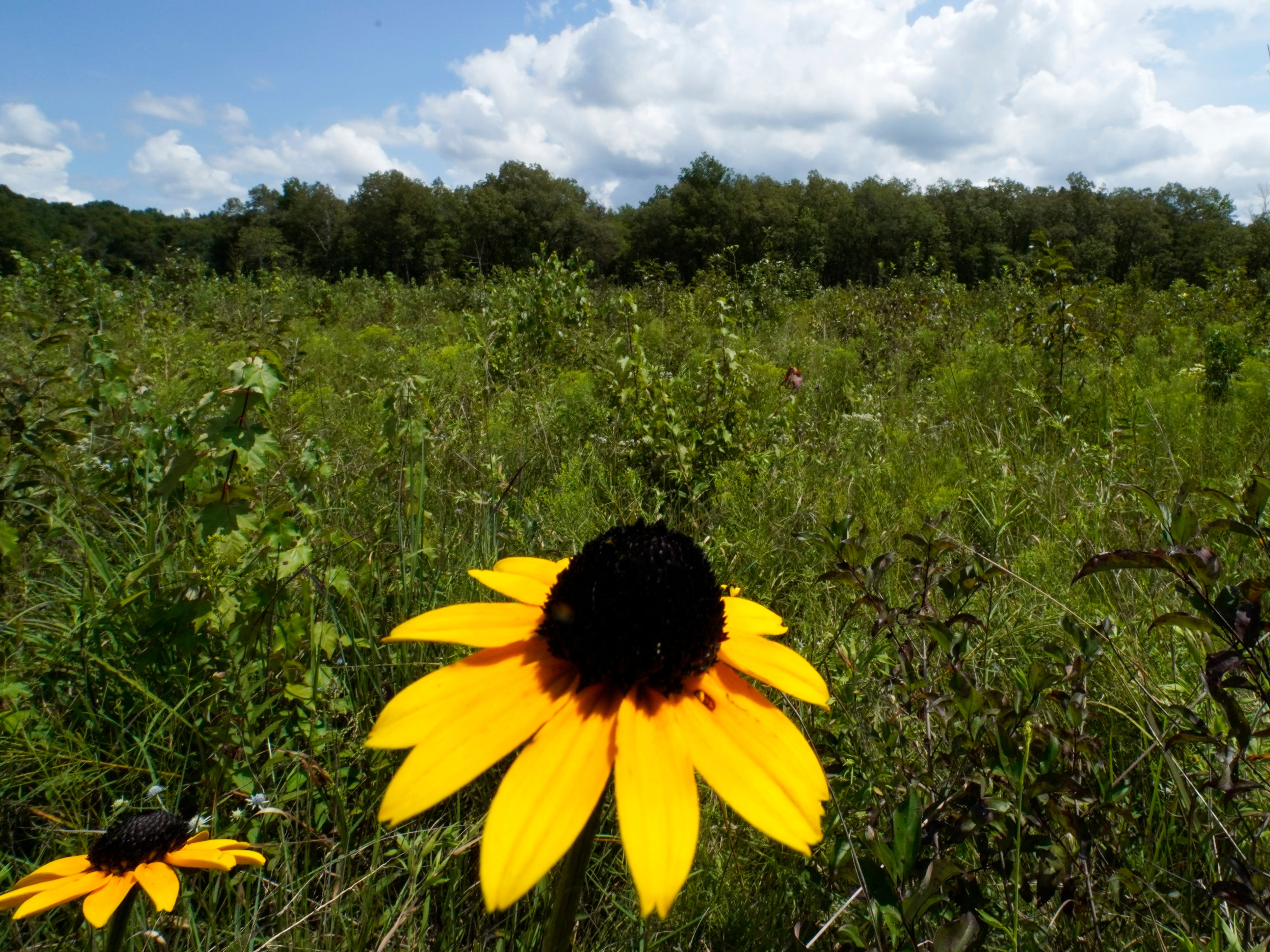 A black-eyed Susan flower grows among a variety of plants in an open grassland area at the May Prairie State Natural Area on Aug. 20, 2020, in Manchester, Tennessee. Across much of the South, at least 90% of the native grasslands have been lost