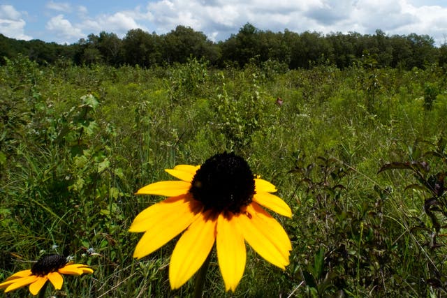 A black-eyed Susan flower grows among a variety of plants in an open grassland area at the May Prairie State Natural Area on Aug. 20, 2020, in Manchester, Tennessee. Across much of the South, at least 90% of the native grasslands have been lost 