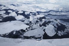 ‘Devastating’: Arctic sea ice shrinks to near record low
