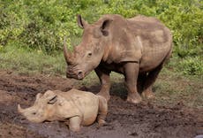 South Africa's rhino poaching drops during virus lockdown