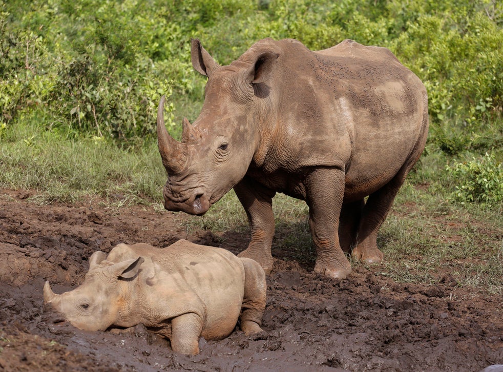 South Africa's rhino poaching drops during virus lockdown ...