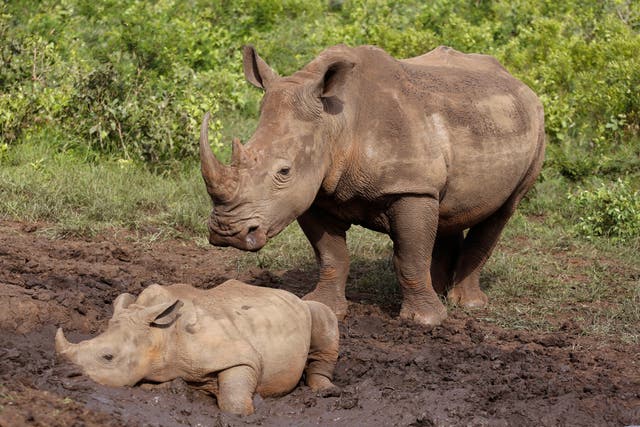 South Africa World Rhino Day