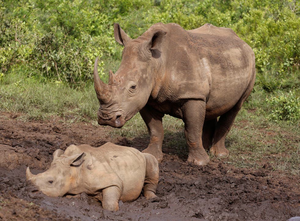 South Africa World Rhino Day