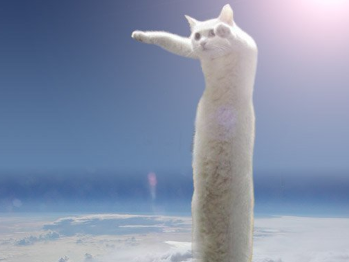 Longcat The Stretchy Feline Internet Meme Has Died Aged 18 The Independent