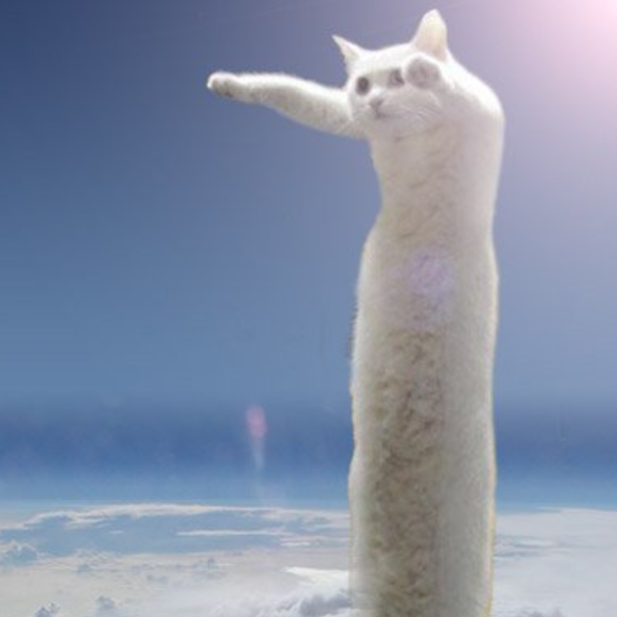 Longcat, The Stretchy Feline Internet Meme, Has Died Aged 18 | The  Independent
