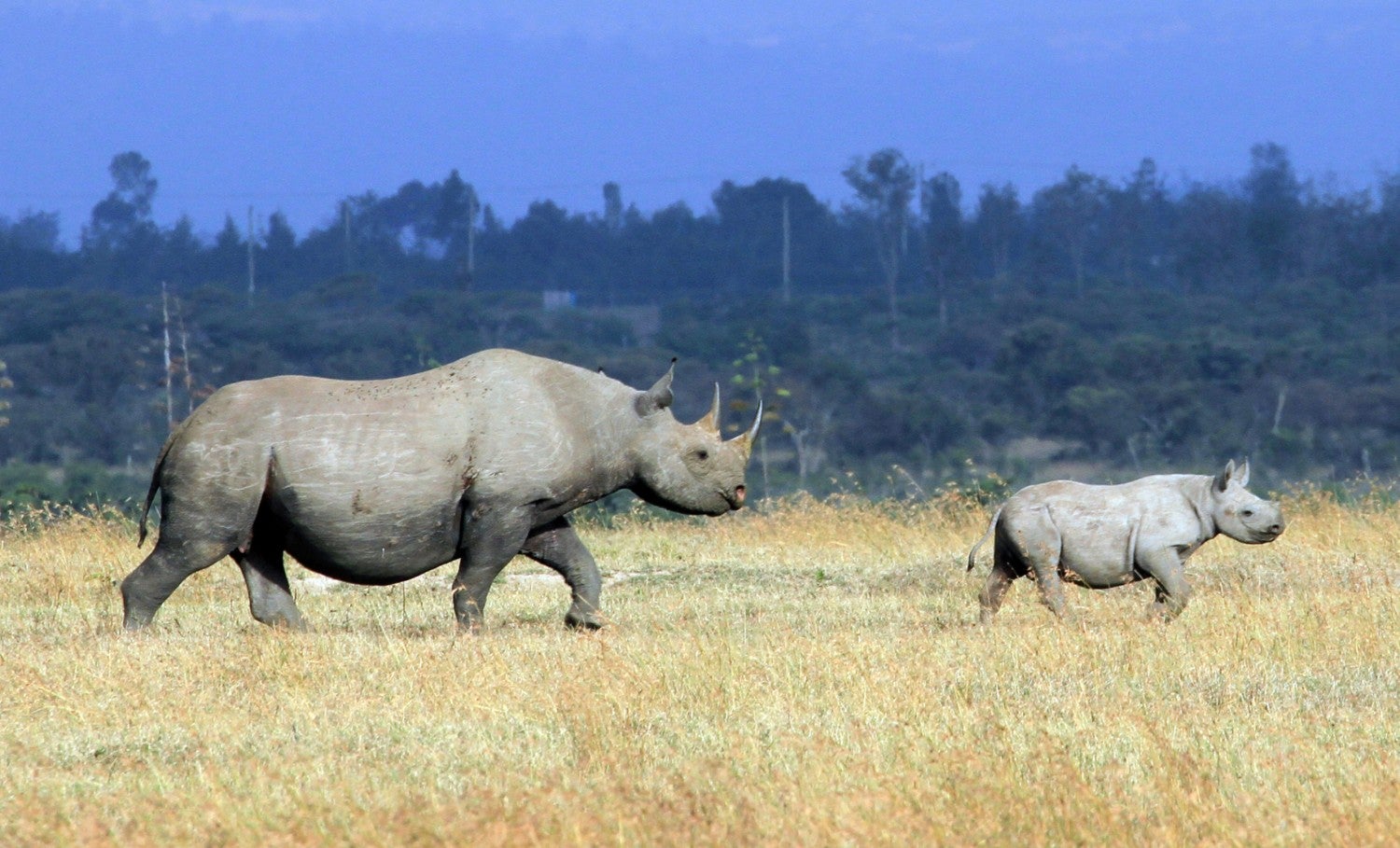 Rhino conservation has continued despite the coronavirus pandemic