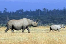 World Rhino Day: Africa’s rhino conservation in the time of coronavirus