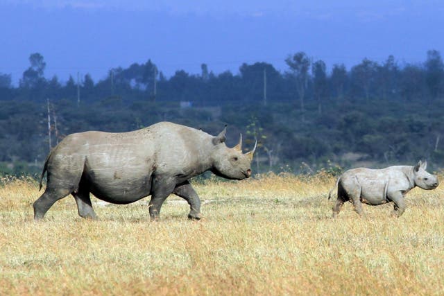 Rhino conservation has continued despite the coronavirus pandemic