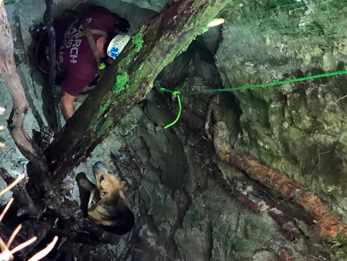 Dog trapped in 30-foot hole lured to safety with beef jerky