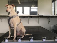 Helsinki Airport to use trained dogs to sniff out passengers infected with coronavirus