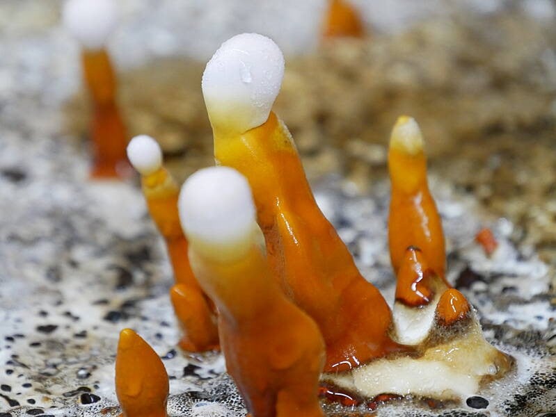The mycelium produces an enzyme and grows to fill the shape of its mould