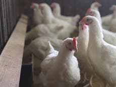 Bird flu outbreak confirmed at Kent farm