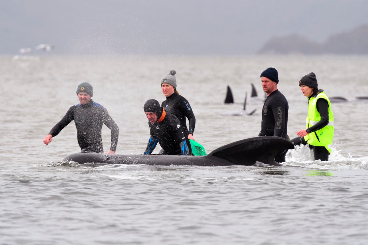 Hundreds more pilot whales found stranded on Australian coast