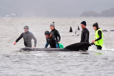 Almost 500 pilot whales stranded on Australian island state 