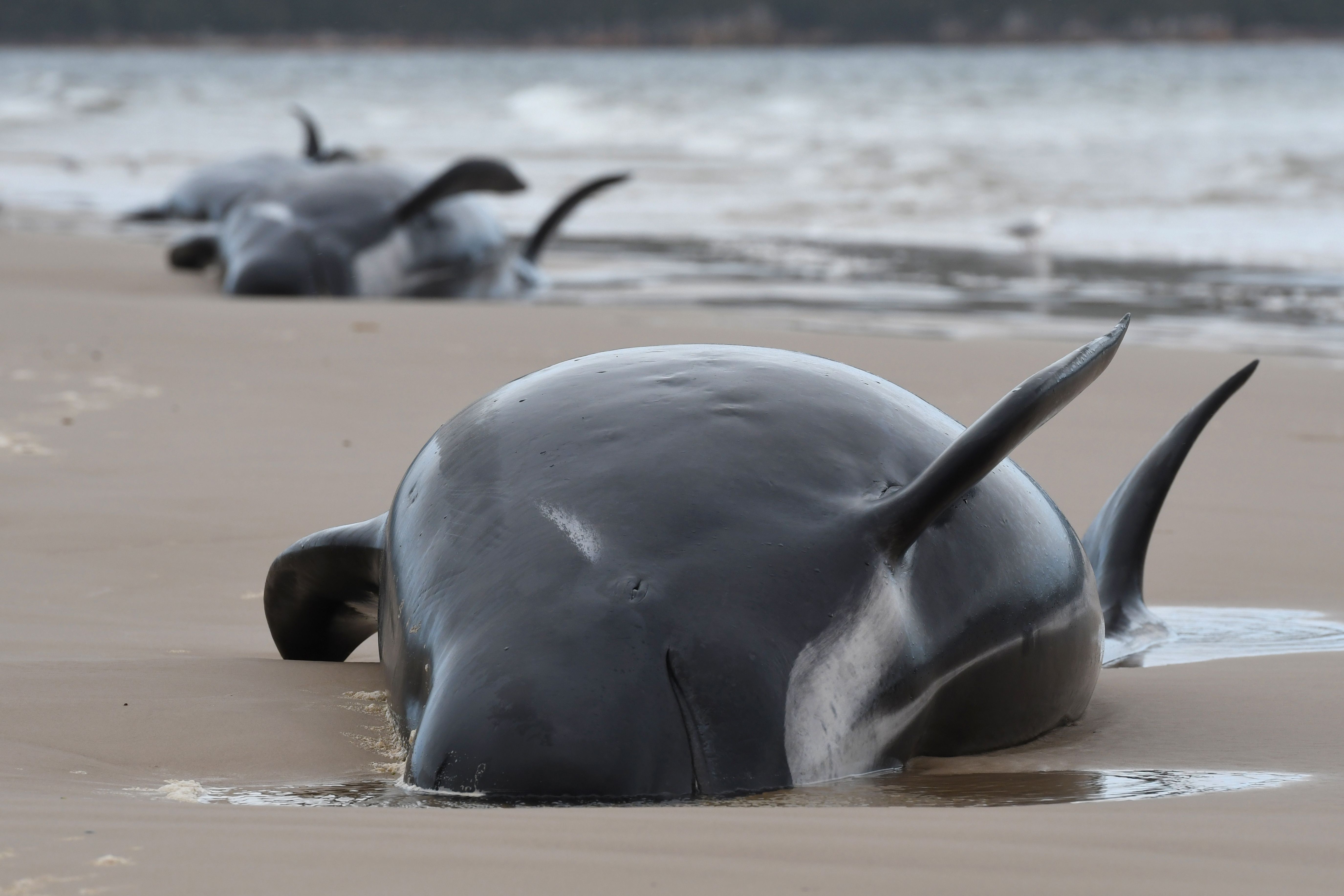 Nearly 400 whales dead in Australia's worst mass stranding | The Independent