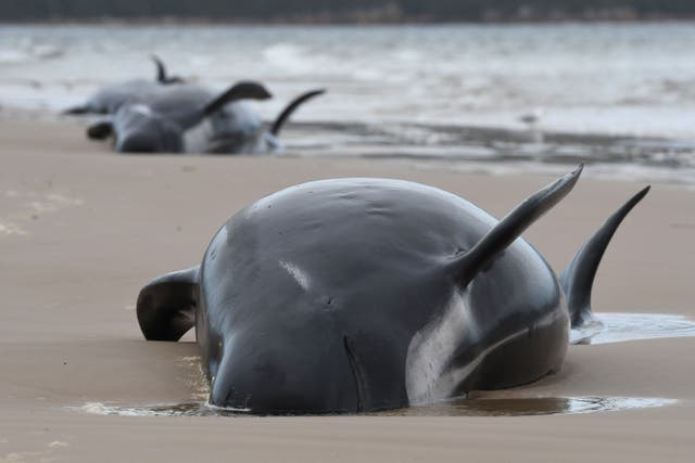 Three whales are seen beached in Tasmania as part of a mass stranding, which has caused the deaths of 380 animals