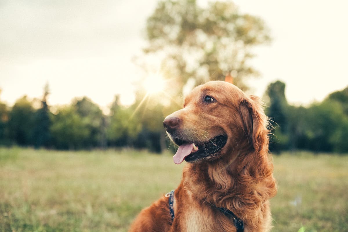 Blind Golden Retriever Gets Puppy Guide Dog To Help Him After Losing Both His Eyes The Independent
