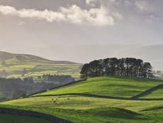 Popular school deputy head killed by herd of cows while dog walking