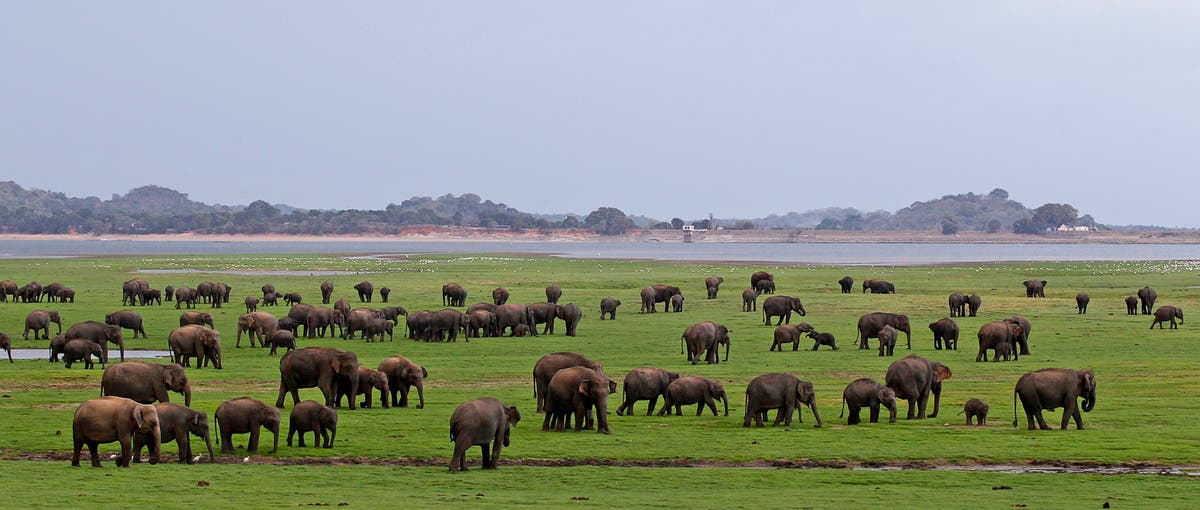 Sri Lanka to offer livestreams from wildlife parks