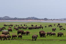 Sri Lanka to offer livestreams from wildlife parks