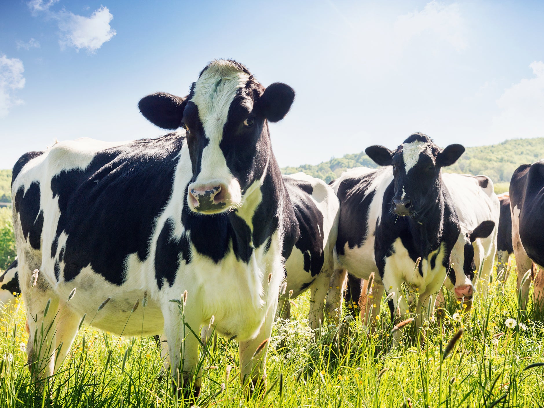 Dairy is the greatest contributor to emissions from livestock in the EU