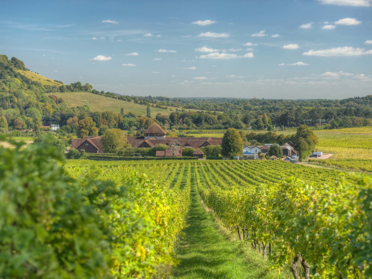 The UK’s best vineyard experiences for a winefilled weekend The