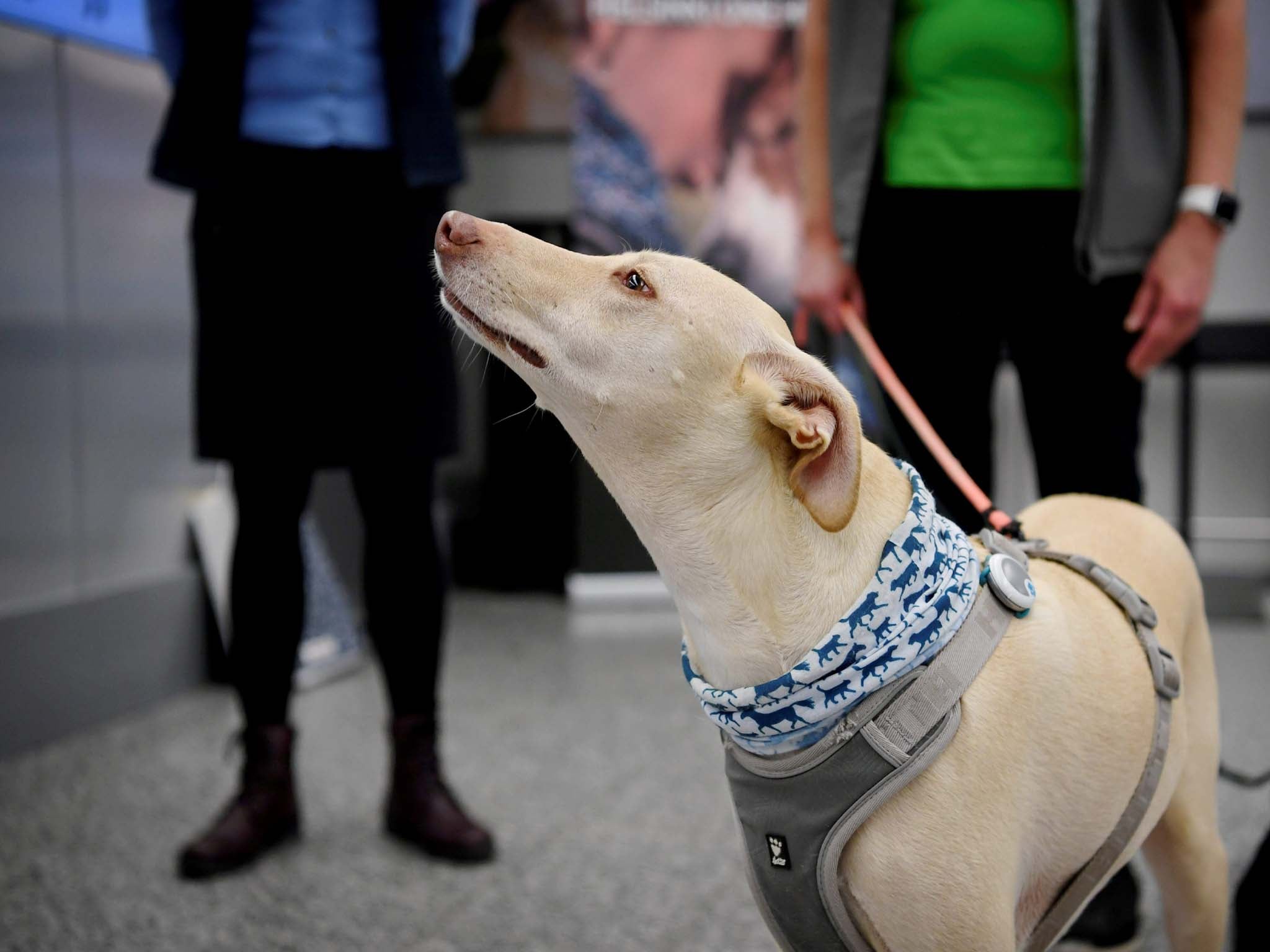 Eight year old greyhound mix Kossi can identify the scent in just seven minutes.