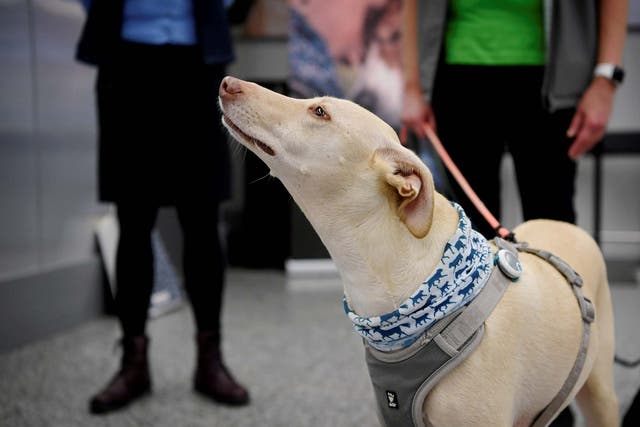 Eight year old greyhound mix Kossi can identify the scent in just seven minutes. 