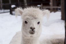 Wild bear breaks into Alaska Zoo and kills alpaca