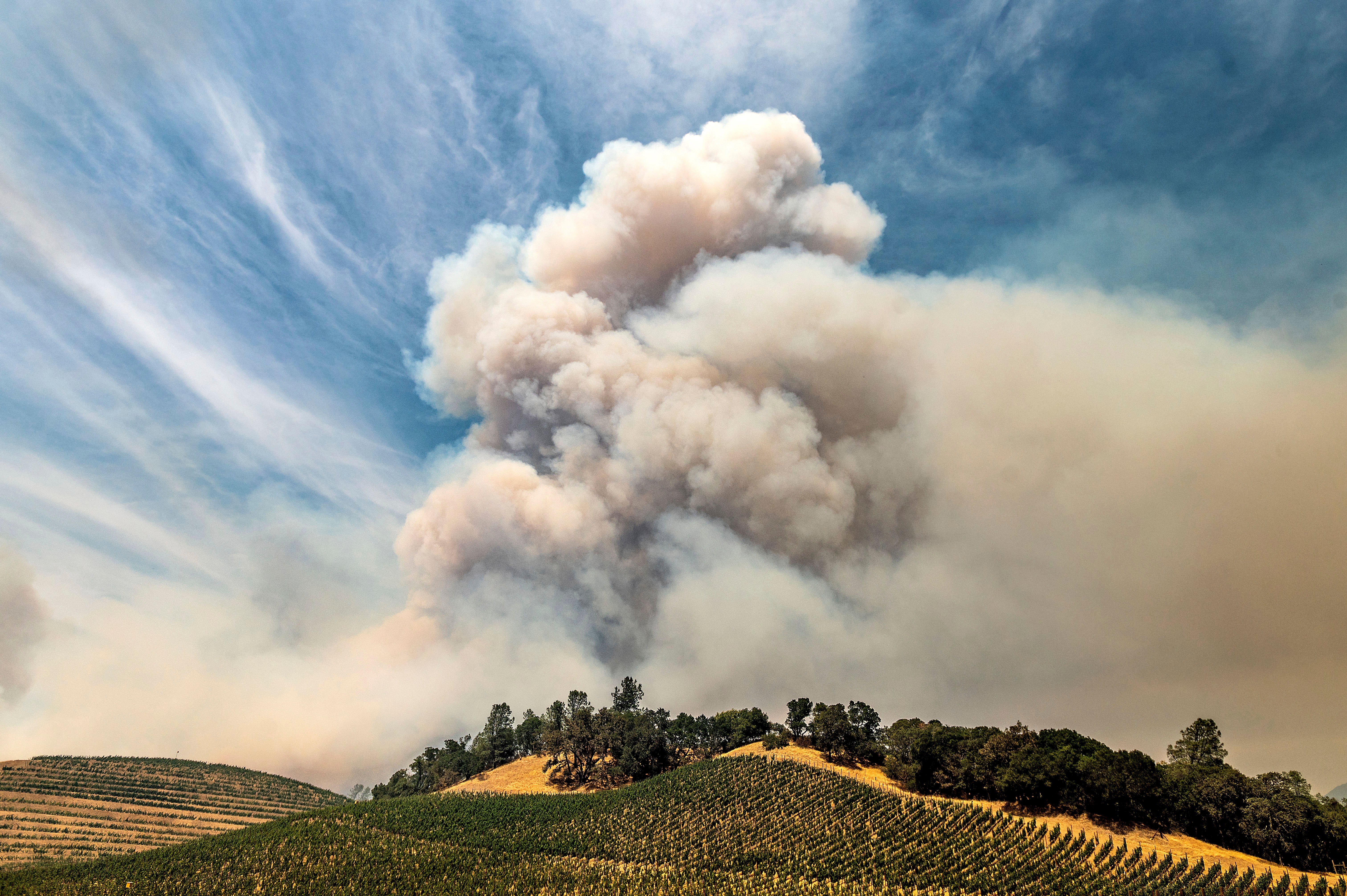 Western Wildfires Wine Crisis