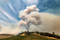 California wildfires taint West Coast vineyards with taste of smoke 