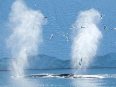 Humpback whales move north as scientists believe warm oceans are the cause