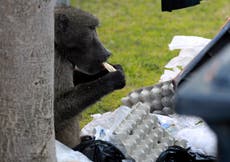 Troublesome South African baboon evicted for raiding homes