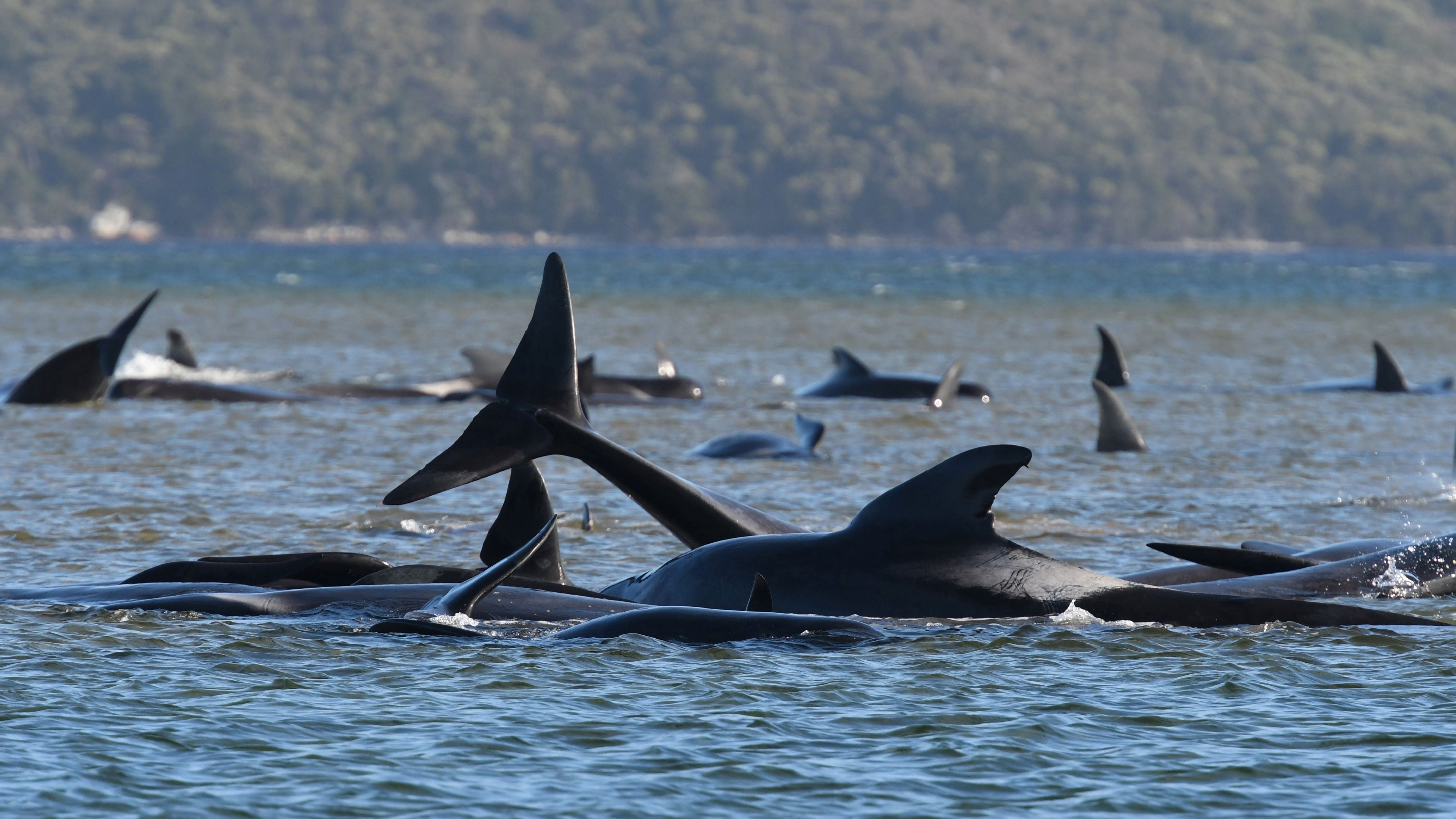 Australia to euthanise beached whales after worst mass stranding in ...