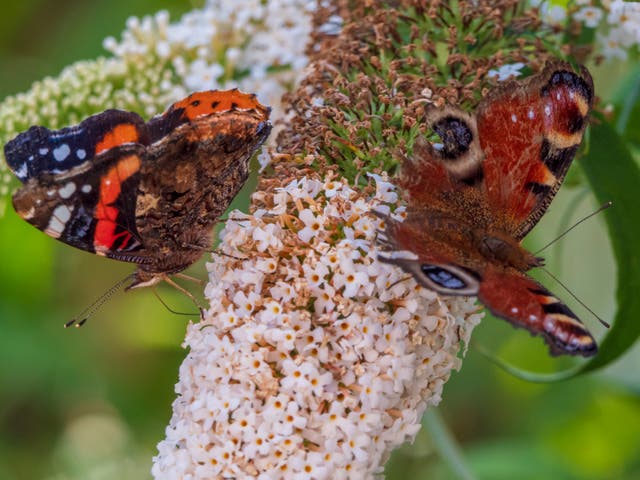 A Peacock butterfly (right) and a Red Admiral on a buddleia bush. Both species are under increasing threat from a warming climate and habitat loss