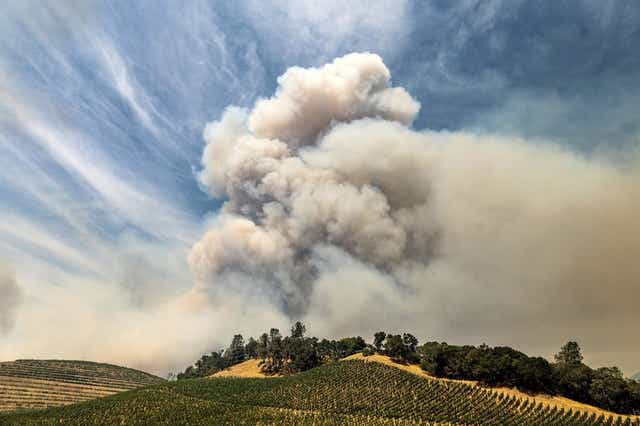 En esta imagen del 18 de agosto de 2020, el humo del incendio de Hennessey se alza sobre un viñedo en el condado de Napa. El humo de los incendios forestales en la Costa Oeste de Estados Unidos ha impregnado las uvas en algunas de las zonas vinícolas más apreciadas del país con un sabor a ceniza que podría suponer un desastre para la añada de 2020. 