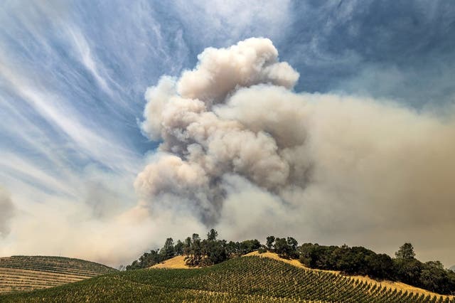 En esta imagen del 18 de agosto de 2020, el humo del incendio de Hennessey se alza sobre un viñedo en el condado de Napa. El humo de los incendios forestales en la Costa Oeste de Estados Unidos ha impregnado las uvas en algunas de las zonas vinícolas más apreciadas del país con un sabor a ceniza que podría suponer un desastre para la añada de 2020. 