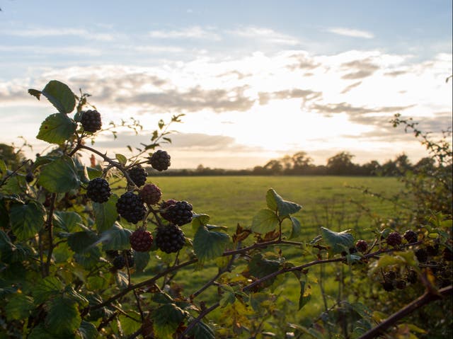 A tonic for a pandemic: the joy of wild berries