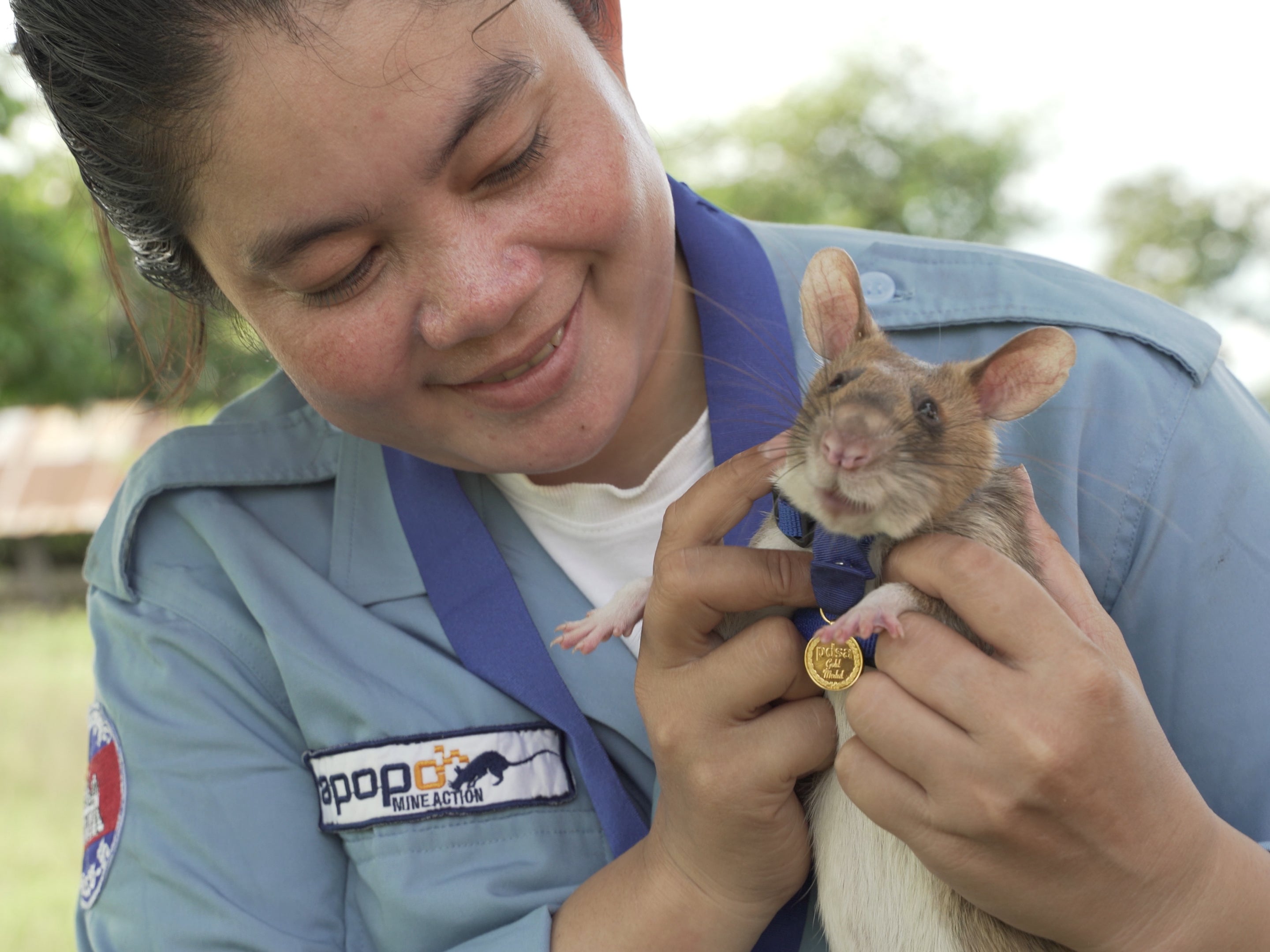 Magawa, a landmine detection rat, receives a miniature PDSA Gold Medal for his work detecting landmines and unexploded ordnance in Cambodia