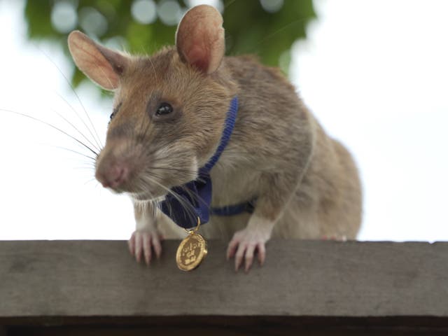 Magawa wearing his specially-made miniature PDSA Gold Medal