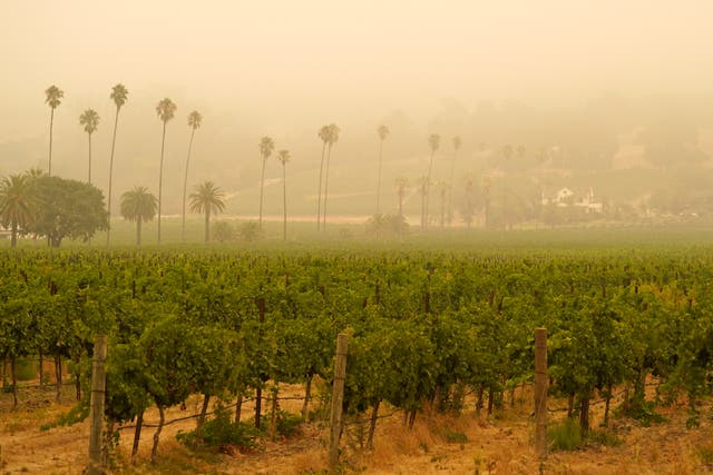 Smoke and haze from wildfires hovers over a vineyard in Sonoma, California earlier this month