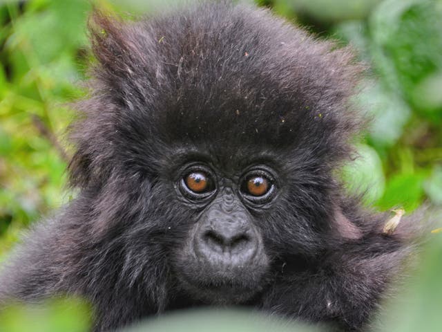 Two dozen baby mountain gorillas were named to celebrate World Gorilla Day by the rangers who protect them