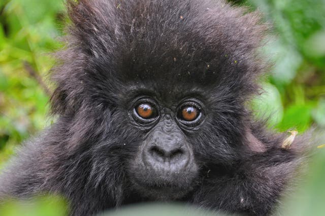 Two dozen baby mountain gorillas were named to celebrate World Gorilla Day by the rangers who protect them