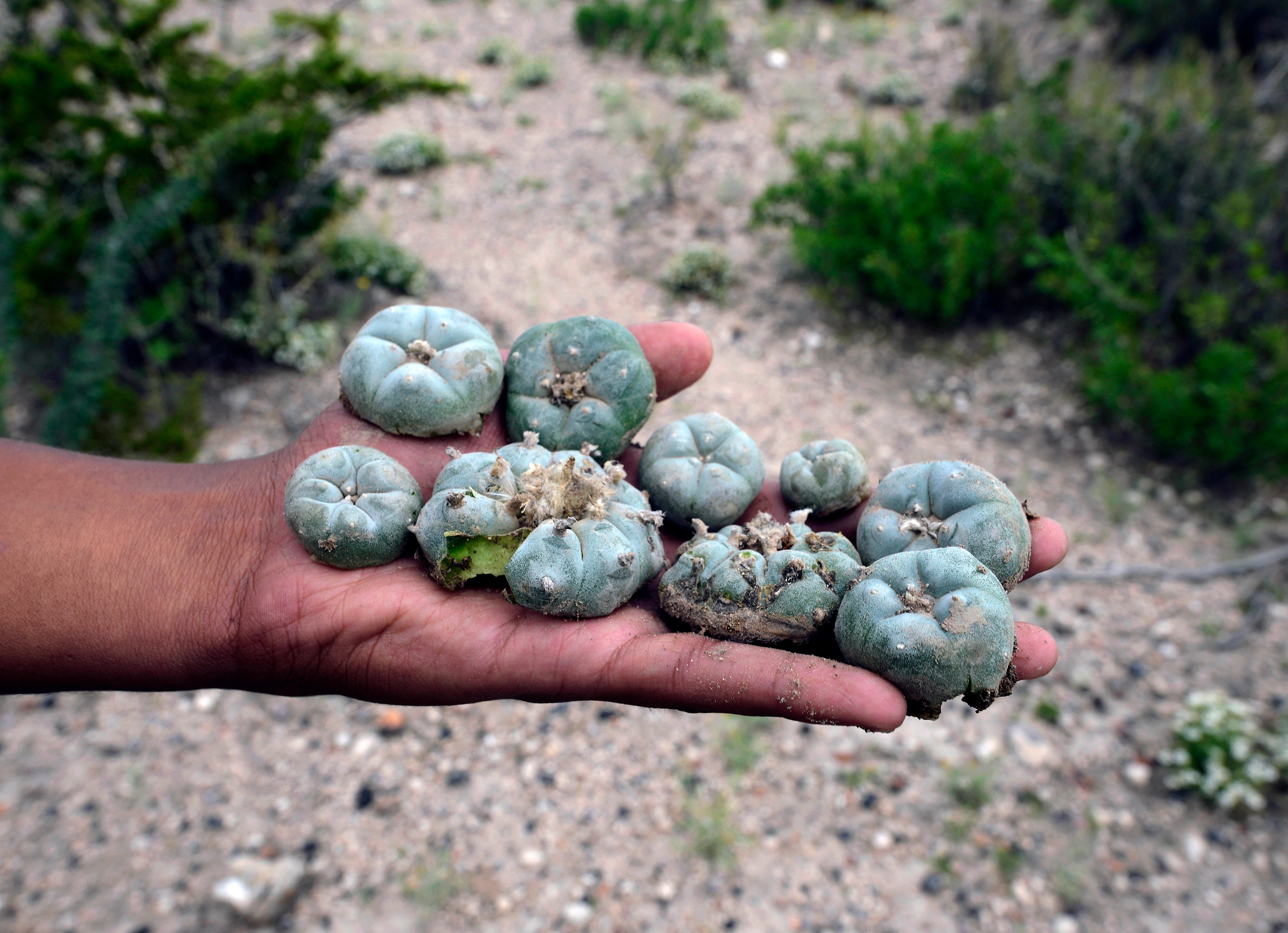 Mexican and foreign tourists go to the desert to try the peyote cactus, which has psychoactive alkaloids as mescaline