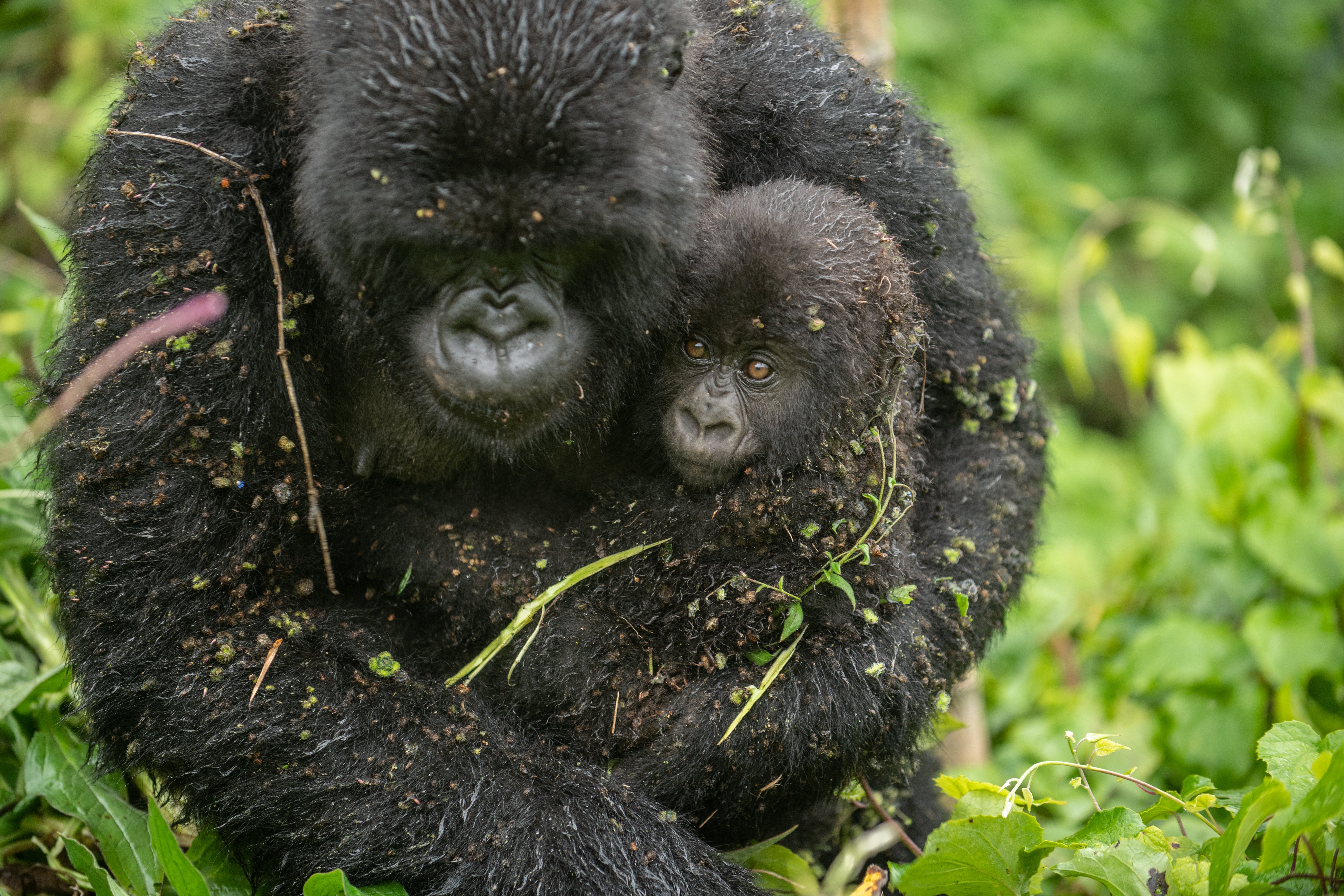 A mountain gorilla infant with its mother in Rwanda