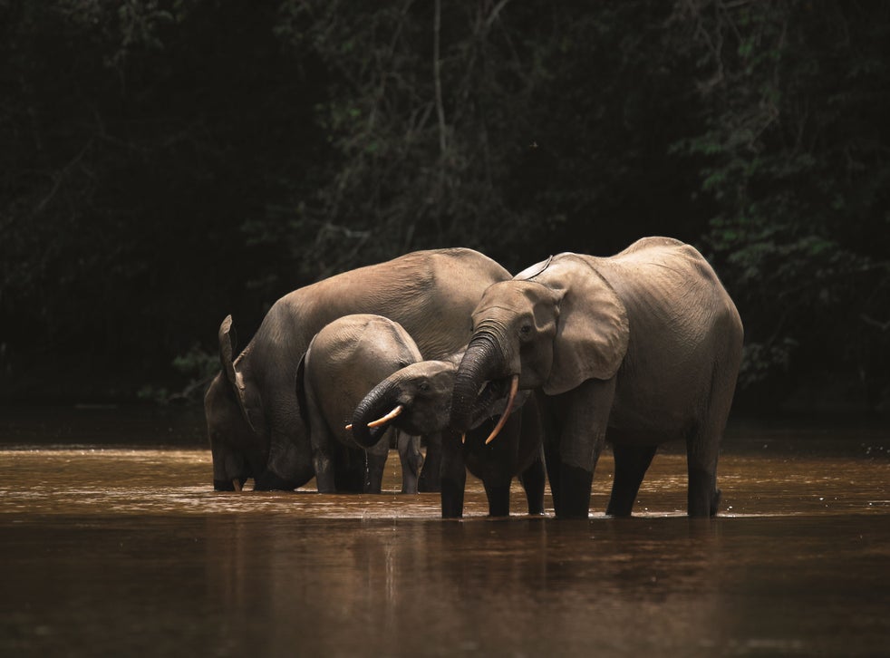 Stop the Illegal Wildlife Trade: Elephants go hungry as climate crisis